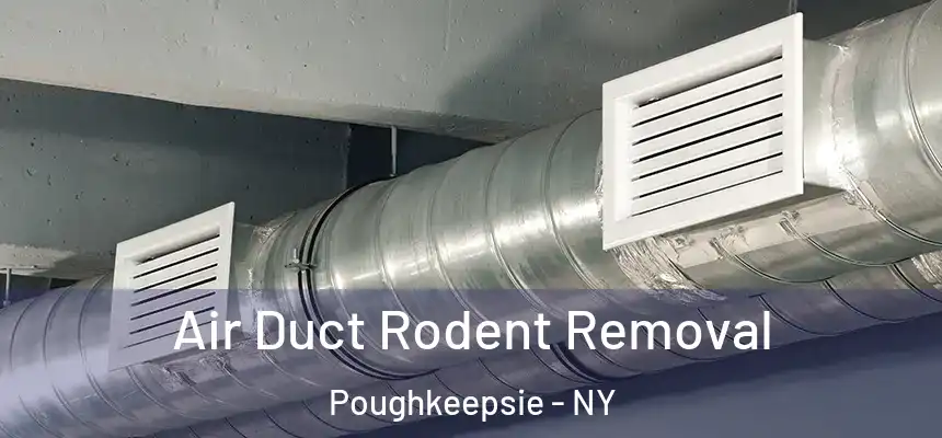  Air Duct Rodent Removal Poughkeepsie - NY